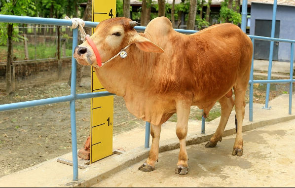 Male - Bull (ষাঁড়)